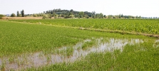Campos de cultivo do arroz &ldquo;carolino&rdquo;